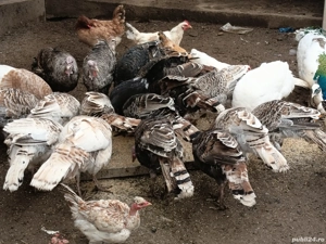 curci,curcani și un păun  - imagine 3 curci,curcani și un păun  - imagine 3