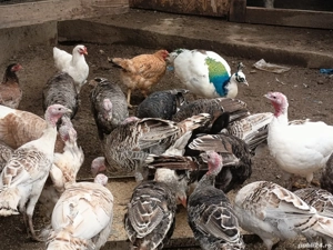 curci,curcani și un păun