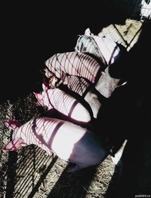 purcei 8 saptamani - imagine 2 purcei 8 saptamani - imagine 2