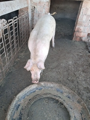 Vând porci de crăciun. Și purcei de proțap sau de crescut .