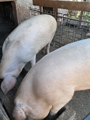 Vând porci de crăciun. Și purcei de proțap sau de crescut . - imagine 2