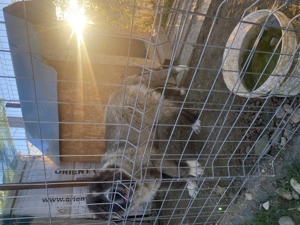 De vanzare caucazian