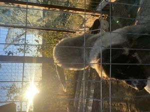 De vanzare caucazian  - imagine 2 De vanzare caucazian  - imagine 2