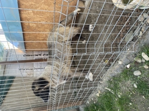 De vanzare caucazian  - imagine 3 De vanzare caucazian  - imagine 3