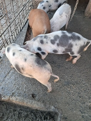 Vând porci de crăciun. Și purcei de proțap sau de crescut . - imagine 5