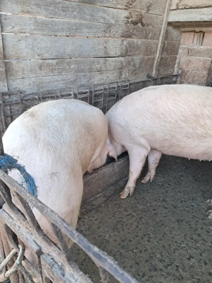 Vând porci de crăciun. Și purcei de proțap sau de crescut . - imagine 3