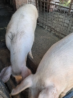 Vând porci de crăciun. Și purcei de proțap sau de crescut . - imagine 4