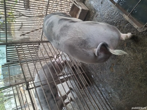 Porci de vânzare  - imagine 2 Porci de vânzare  - imagine 2