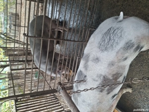 Porci de vânzare  - imagine 3 Porci de vânzare  - imagine 3