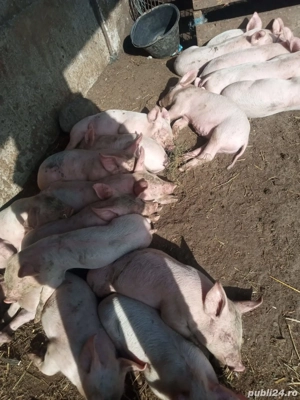 Vând purcei rasă marele alb