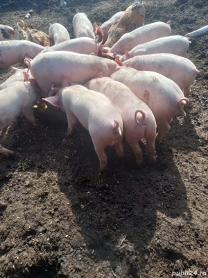 Vând purcei rasă marele alb - imagine 2
