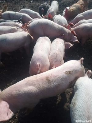 Vând purcei rasă marele alb - imagine 3