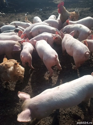 Vând purcei rasă marele alb - imagine 4