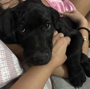 Brac German cu păr scurt - Căutam casa nouă !