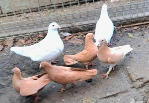 De vanzare porumbei ornament si voiajori stil vechi albi galbeni rosii.pret bun.tel   - imagine 2