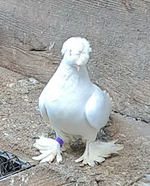 De vanzare porumbei ornament si voiajori stil vechi albi galbeni rosii.pret bun.tel  