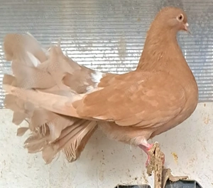 De vanzare porumbei ornament si voiajori stil vechi albi galbeni rosii.pret bun.tel   - imagine 4