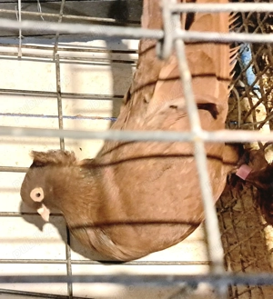 De vanzare porumbei ornament si voiajori stil vechi albi galbeni rosii.pret bun.tel   - imagine 3