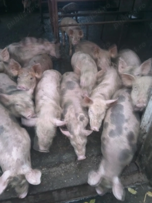 Vând purcei de 10 săptămâni  - imagine 4 Vând purcei de 10 săptămâni  - imagine 4