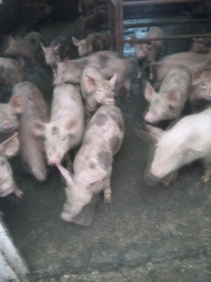 Vând purcei de 10 săptămâni  - imagine 2 Vând purcei de 10 săptămâni  - imagine 2