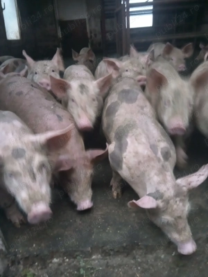 Vând purcei de 10 săptămâni  - imagine 3 Vând purcei de 10 săptămâni  - imagine 3