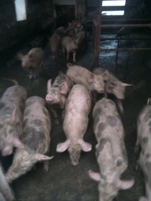 Vând purcei de 10 săptămâni  - imagine 5 Vând purcei de 10 săptămâni  - imagine 5