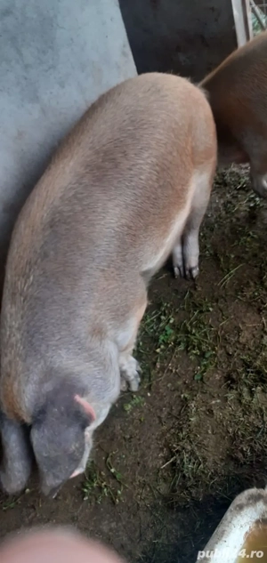 Vand porc  - imagine 2