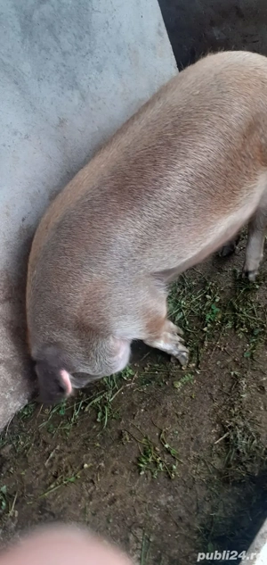 Vand porc  - imagine 3