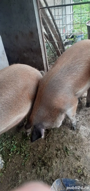 Vand porc  - imagine 4