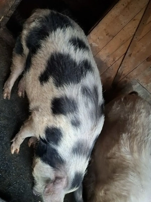 Vand doi dolofani! - imagine 3 Vand doi dolofani! - imagine 3