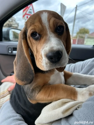 puiut beagle tricolor