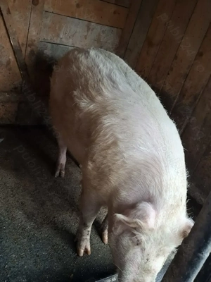 Vand doi dolofani! - imagine 2 Vand doi dolofani! - imagine 2