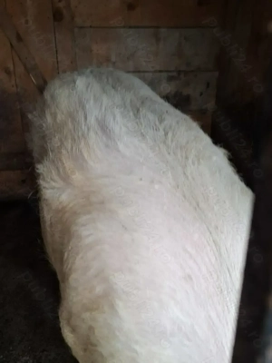 Vand doi dolofani! - imagine 4 Vand doi dolofani! - imagine 4