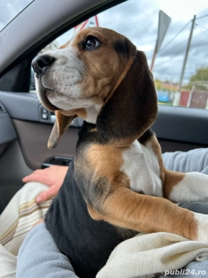 puiut beagle tricolor - imagine 2