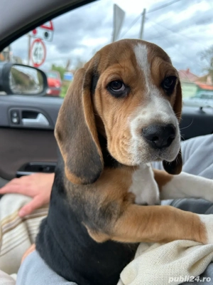 puiut beagle tricolor - imagine 3