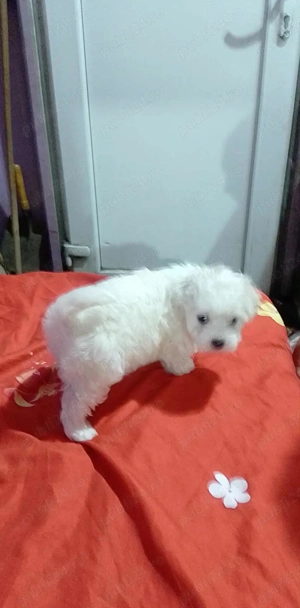 Bichon talie mică 