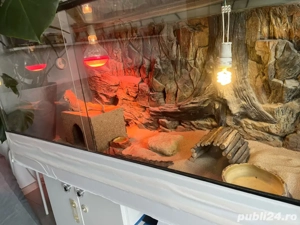 Se vinde terariu complet