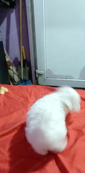 Bichon talie mică  - imagine 3