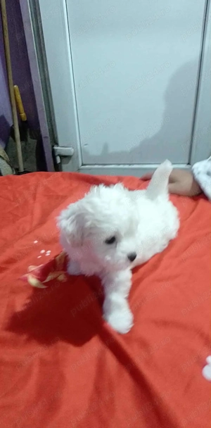 Bichon talie mică  - imagine 2
