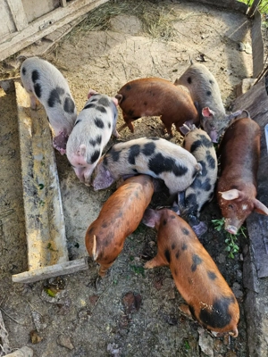 Vand 9 purcei de 8 săptămâni! loc.Bucerdea-Granoasa, jud.Alba