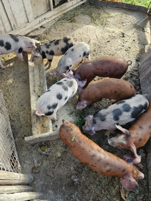 Vand 9 purcei de 8 săptămâni! loc.Bucerdea-Granoasa, jud.Alba
