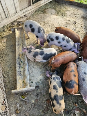 Vand 7 purcei de 9 săptămâni! loc.Bucerdea-Granoasa, jud.Alba