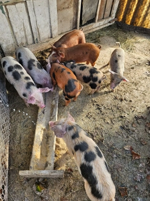 Vand 9 purcei de 8 săptămâni! loc.Bucerdea-Granoasa, jud.Alba