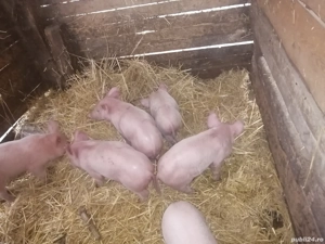 Purcei de vanzare - imagine 3 Purcei de vanzare - imagine 3