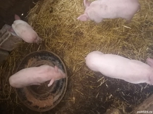 Purcei de vanzare - imagine 2 Purcei de vanzare - imagine 2