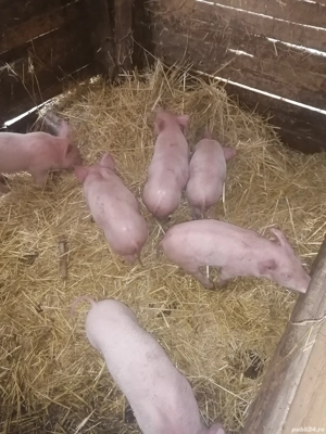 Purcei de vanzare - imagine 4 Purcei de vanzare - imagine 4