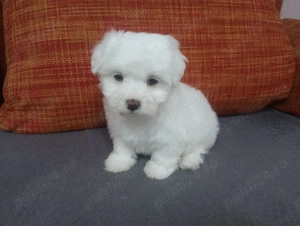 Bichon maltese  - imagine 2
