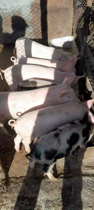 De vânzare 7 pureci.