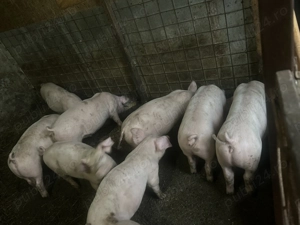 Purcei de vânzare  - imagine 3