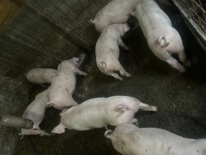 Purcei de vânzare  - imagine 2